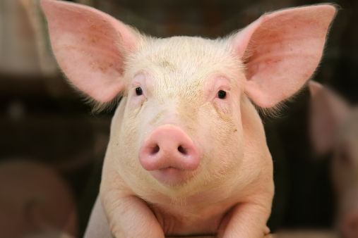 image_pig_young_x600